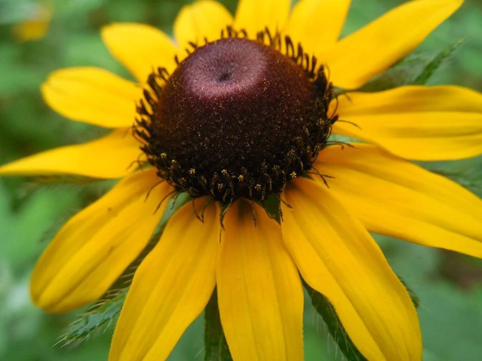 Rudbeckia hirta (black-eyed Susan)