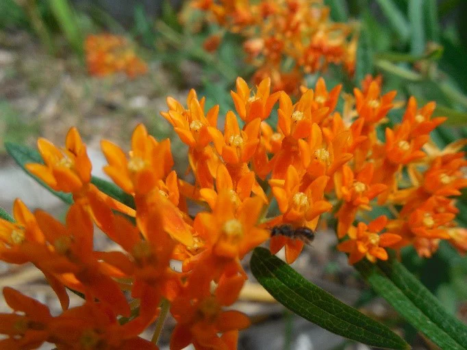 Asclepias tuberosa (butterfly weed)