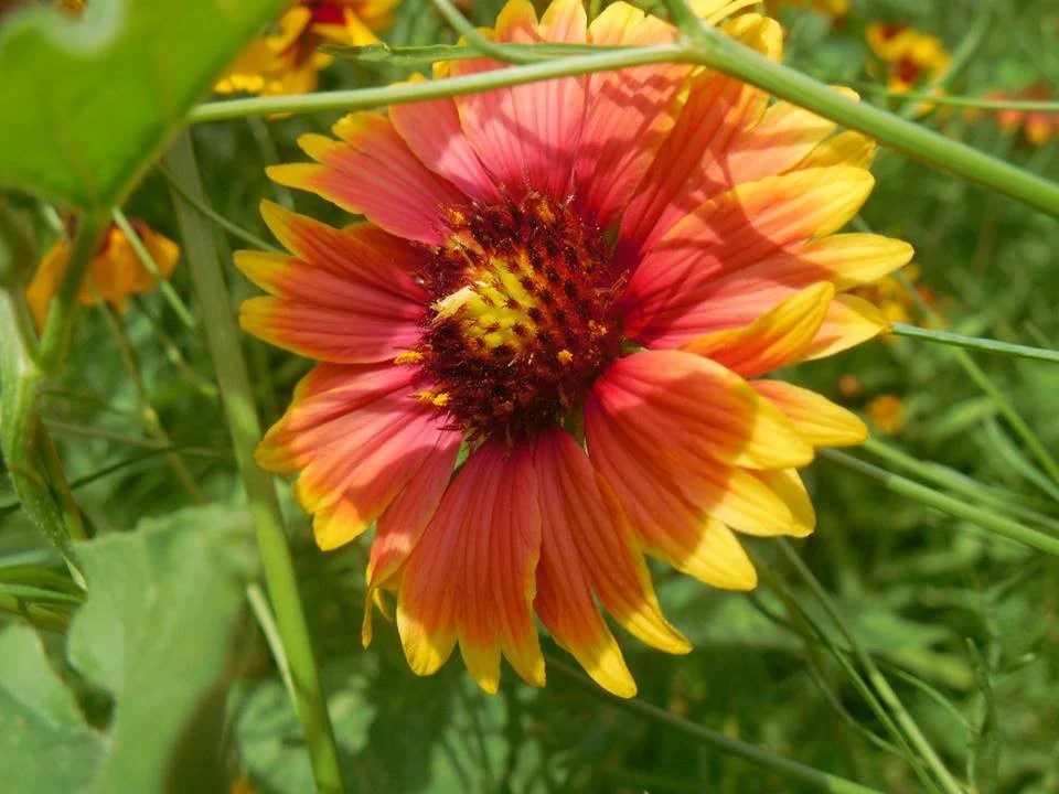 Gaillardia pulchella (firewheel)