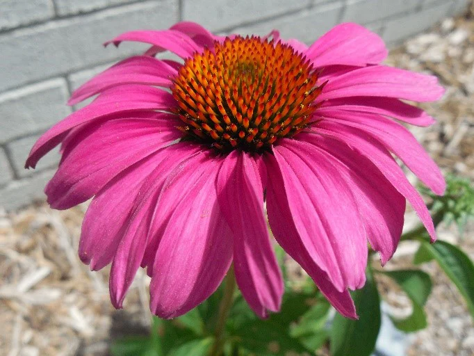 Echinacea purpurea (purple coneflower)